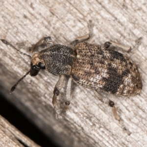 Rhinaria sp. (genus) at Melba, ACT - 15 Jan 2022 11:06 PM