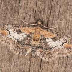 Pasiphilodes testulata (Pome looper) at Melba, ACT - 15 Jan 2022 by kasiaaus