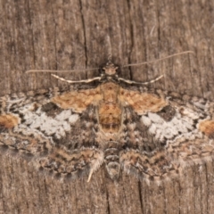 Pasiphilodes testulata at Melba, ACT - 15 Jan 2022