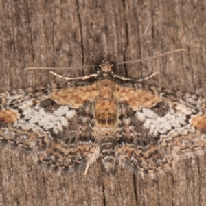 Pasiphilodes testulata at Melba, ACT - 15 Jan 2022