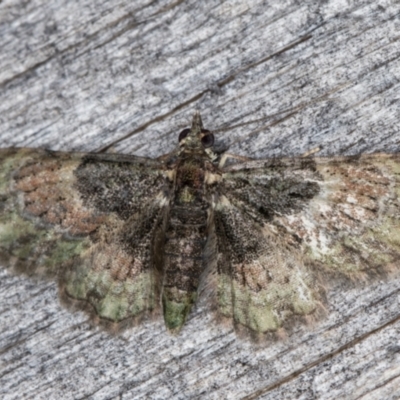 Chloroclystis catastreptes (Green and Brown Carpet) at Melba, ACT - 15 Jan 2022 by kasiaaus