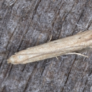 Batrachedra (genus) at Melba, ACT - 15 Jan 2022