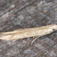 Batrachedra (genus) at Melba, ACT - 15 Jan 2022