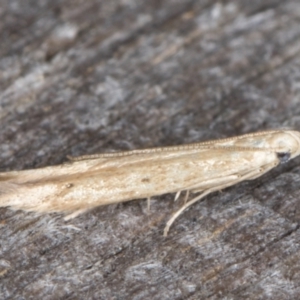 Batrachedra (genus) at Melba, ACT - 15 Jan 2022