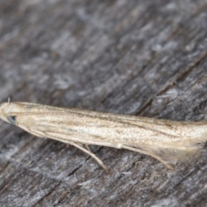 Batrachedra (genus) at Melba, ACT - 15 Jan 2022