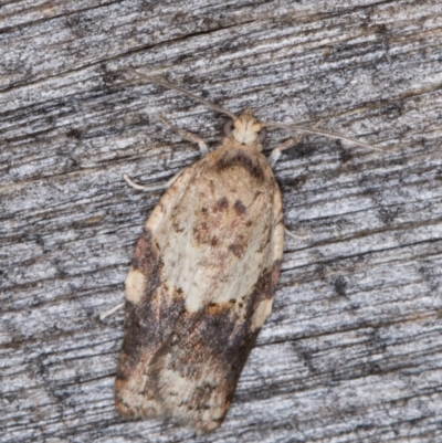 Epiphyas ashworthana (Ashworth's Tortrix) at Melba, ACT - 15 Jan 2022 by kasiaaus