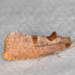 Glyphidoptera insignana (a tufted Tortrix moth) at Melba, ACT - 15 Jan 2022 by kasiaaus