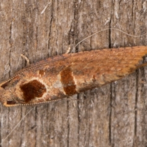 Glyphidoptera insignana at Melba, ACT - 15 Jan 2022