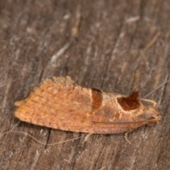 Glyphidoptera insignana at Melba, ACT - 15 Jan 2022