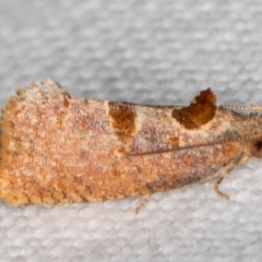 Glyphidoptera insignana at Melba, ACT - 15 Jan 2022