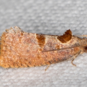 Glyphidoptera insignana at Melba, ACT - 15 Jan 2022