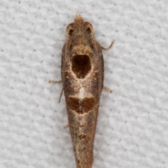 Glyphidoptera insignana at Melba, ACT - 15 Jan 2022