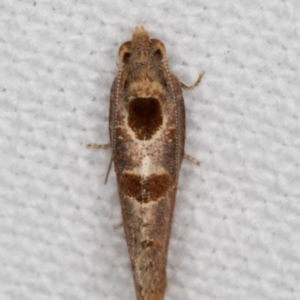 Glyphidoptera insignana at Melba, ACT - 15 Jan 2022 11:19 PM