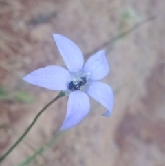 Unverified Bee (Hymenoptera, Apiformes) at Duffy, ACT - 27 Feb 2022 by Miranda