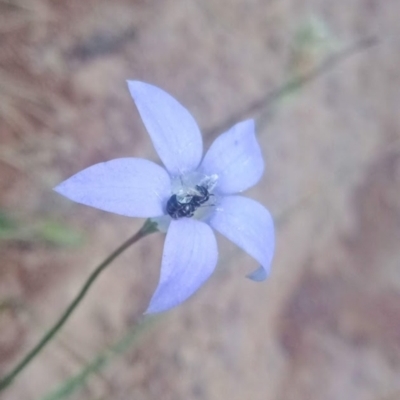 Unverified Bee (Hymenoptera, Apiformes) at Duffy, ACT - 27 Feb 2022 by Miranda