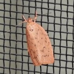 Garrha carnea (A concealer moth) at Wanniassa, ACT - 17 Mar 2022 by JohnBundock
