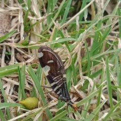 Porismus strigatus (Pied Lacewing) at Holder, ACT - 28 Feb 2022 by Miranda