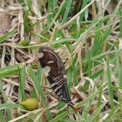 Porismus strigatus (Pied Lacewing) at Holder, ACT - 28 Feb 2022 by Miranda