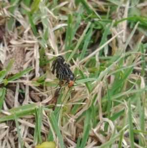 Porismus strigatus at Holder, ACT - 28 Feb 2022