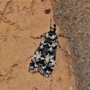 Scoparia exhibitalis at Wanniassa, ACT - 17 Mar 2022