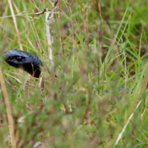 Pseudechis porphyriacus at Mongarlowe, NSW - 17 Mar 2022