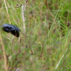 Pseudechis porphyriacus (Red-bellied Black Snake) at QPRC LGA - 17 Mar 2022 by LisaH