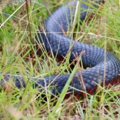 Pseudechis porphyriacus at Mongarlowe, NSW - 17 Mar 2022