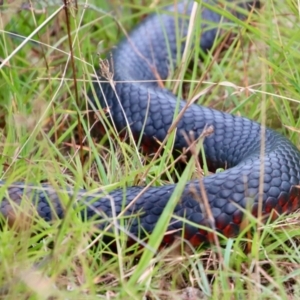 Pseudechis porphyriacus at Mongarlowe, NSW - 17 Mar 2022