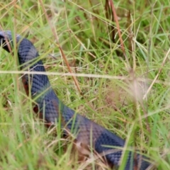 Pseudechis porphyriacus at Mongarlowe, NSW - 17 Mar 2022