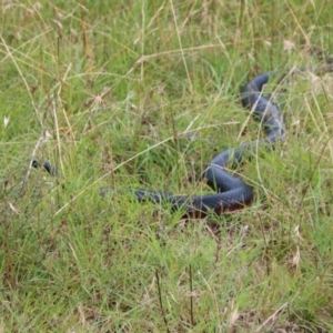 Pseudechis porphyriacus at Mongarlowe, NSW - 17 Mar 2022