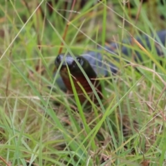 Pseudechis porphyriacus at Mongarlowe, NSW - 17 Mar 2022