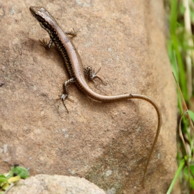 Eulamprus heatwolei (Yellow-bellied Water Skink) at Mongarlowe River - 17 Mar 2022 by LisaH