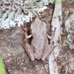 Litoria citropa (Blue Mountains Tree Frog) at Mongarlowe, NSW - 17 Mar 2022 by LisaH