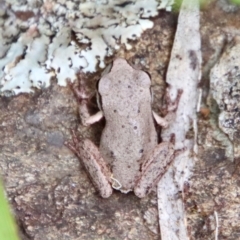 Litoria lesueuri (Lesueur's Tree-frog) at Mongarlowe, NSW - 17 Mar 2022 by LisaH
