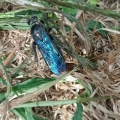 Austroscolia soror (Blue Flower Wasp) at Holder, ACT - 17 Mar 2022 by Miranda