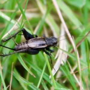 Teleogryllus commodus at Mongarlowe, NSW - suppressed