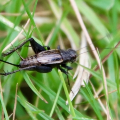 Teleogryllus commodus (Black Field Cricket) at Mongarlowe, NSW - 17 Mar 2022 by LisaH