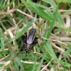 Teleogryllus commodus at Mongarlowe, NSW - 17 Mar 2022