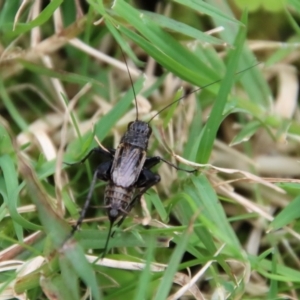 Teleogryllus commodus at Mongarlowe, NSW - 17 Mar 2022