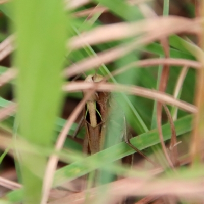 Caledia captiva (grasshopper) at QPRC LGA - 17 Mar 2022 by LisaH