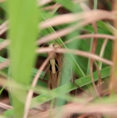 Caledia captiva (grasshopper) at Mongarlowe River - 17 Mar 2022 by LisaH