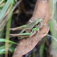 Praxibulus sp. (genus) (A grasshopper) at Mongarlowe, NSW - 17 Mar 2022 by LisaH