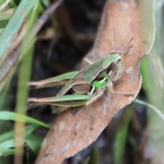 Praxibulus sp. (genus) (A grasshopper) at QPRC LGA - 17 Mar 2022 by LisaH