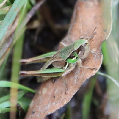 Praxibulus sp. (genus) (A grasshopper) at Mongarlowe, NSW - 17 Mar 2022 by LisaH