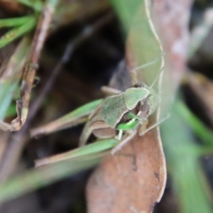 Praxibulus sp. (genus) at Mongarlowe, NSW - 17 Mar 2022