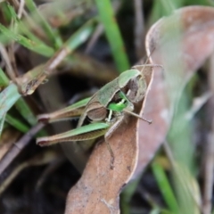 Praxibulus sp. (genus) at Mongarlowe, NSW - 17 Mar 2022