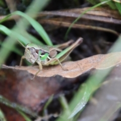 Praxibulus sp. (genus) at Mongarlowe, NSW - suppressed