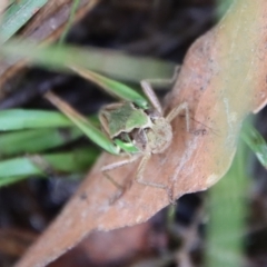 Praxibulus sp. (genus) at Mongarlowe, NSW - 17 Mar 2022
