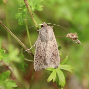 Mythimna (Pseudaletia) convecta at Mongarlowe, NSW - suppressed