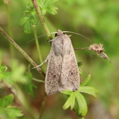 Mythimna (Pseudaletia) convecta (Common Armyworm) at QPRC LGA - 17 Mar 2022 by LisaH